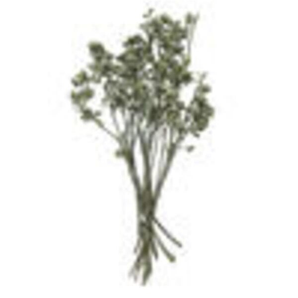 Vickerman 12 x 1-3 in. Frosted Eucalyptus Clusters, Red - 16 Piece - H1EYP475