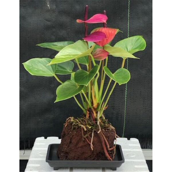 Paisaje Flowering Anthurium Andraeanum Hawaiian Lava Rock Small Talk Tree, Purple - PA2806804