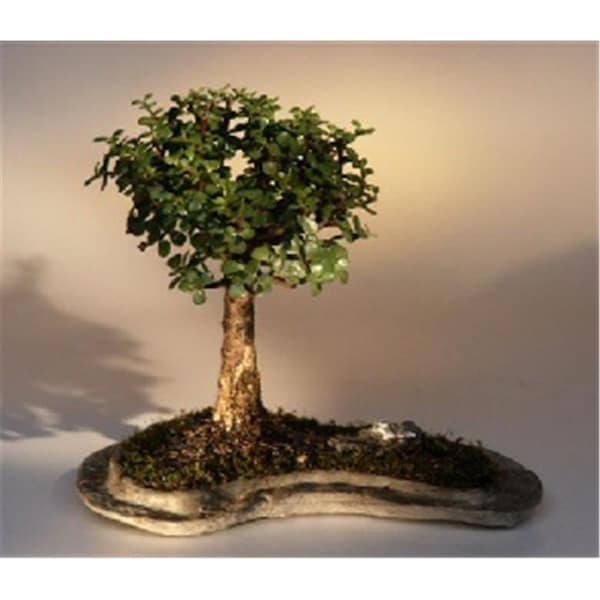 Paisaje Baby Jade on Rock Slab Bonsai Tree - Portlacaria Afra - PA2202642