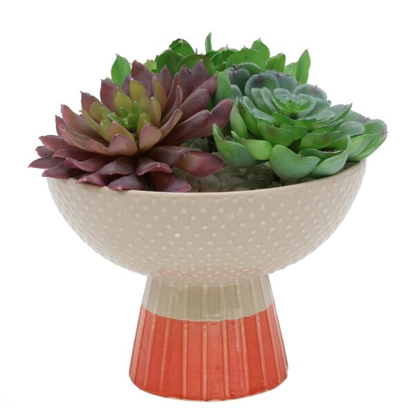 Espectaculo Succulent Mix in Two Tone Bowl Ceramic Planter, Beige/Orange - ES2970909