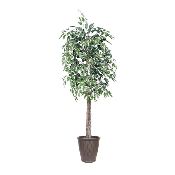 Dare2Decor 6 ft. Variegated Ficus Tree Round Brown Container Decorative Plant, Green & White - DA3269822