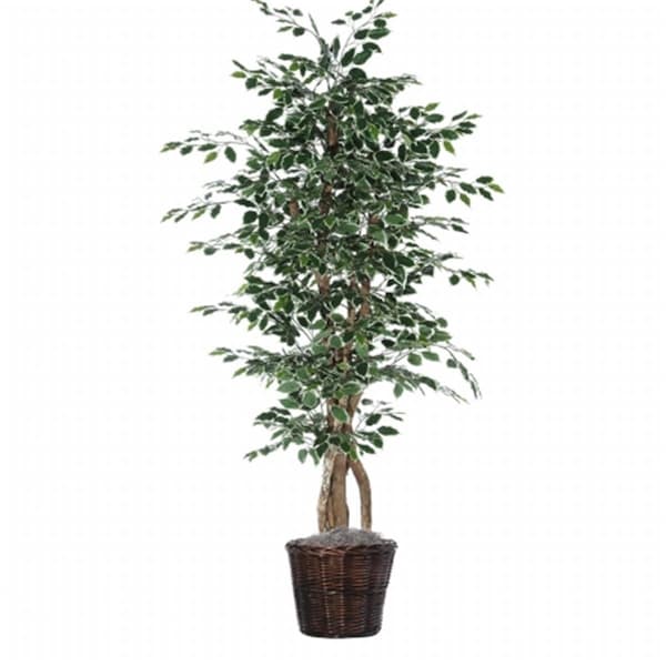 Vickerman 6 ft. Variegated Ficus Executive - TEX0260