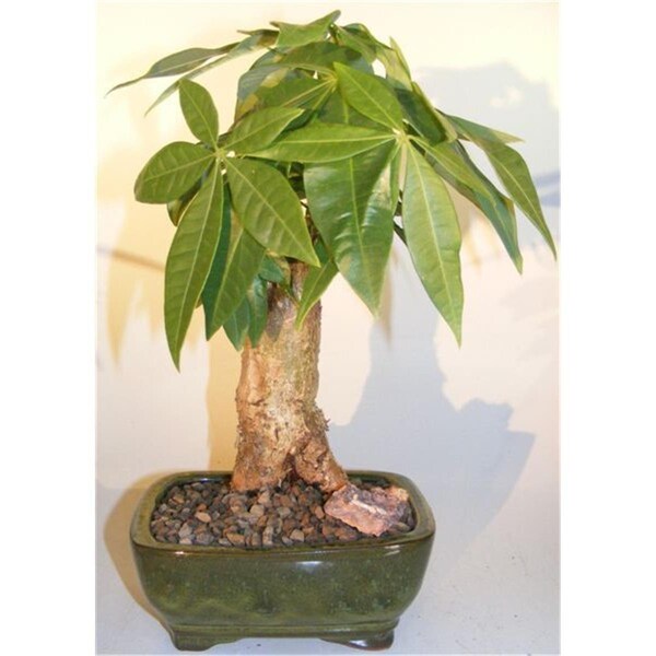 Configuracion Stump Style Pachira Aquatica Money Bonsai Tree - CO2192015