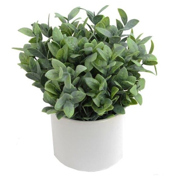 Adlmired By Nature Admired by Nature ABN5P022-NTRL-R Artificial Frosted Ruscus Plant with Ceramic Pot - Green - ABN5P022-NTRL-R