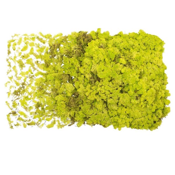 Vickerman 2 lbs Lime Green Preserved Reindeer Moss - H4RDM110-2
