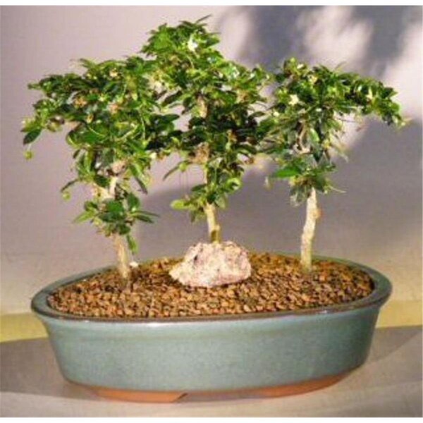 Configuracion Three Tree Forest Group Ehretia Microphylla Flowering Fukien Tea Bonsai Tree - CO2202649