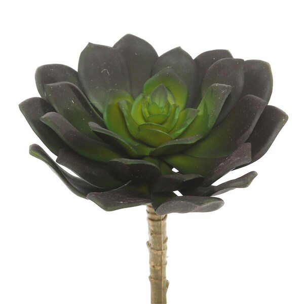 Dare2Decor 5.75 in. Echeveria, Pack of 3, 3PK - DA1236053
