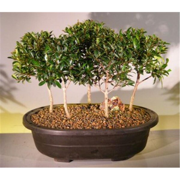Paisaje Flowering Brush Cherry Bonsai Tree - Five Forest Group - Eugenia Myrtifolia - PA2802584