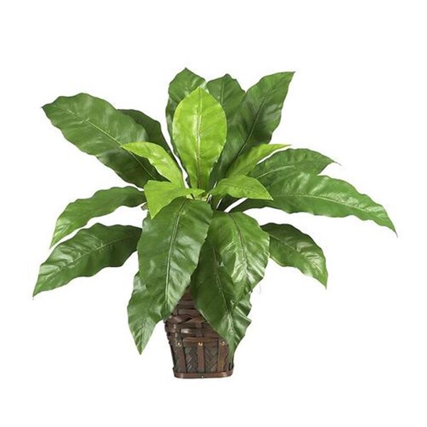 Nearly Natural Birdsnest Fern with Wicker Basket - 6530
