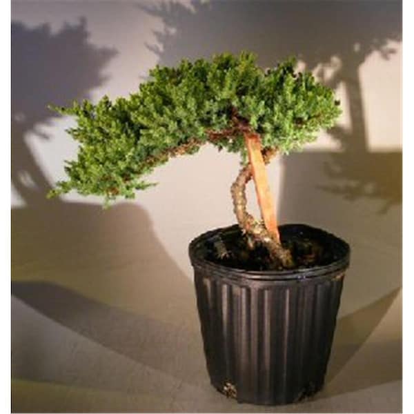 Paisaje Staked Pre Bonsai Juniper Bonsai Tree - Juniper Procumbens Nana - PA2189998