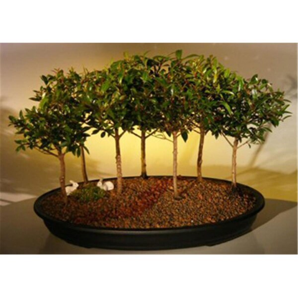 Paisaje Flowering Brush Cherry Bonsai Tree - Eugenia Myrtifolia - PA2802587