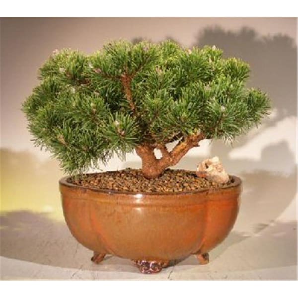Paisaje Mugo Pine Bonsai Tree - Pinus Mugo Valley Cushion - Large - PA2529798