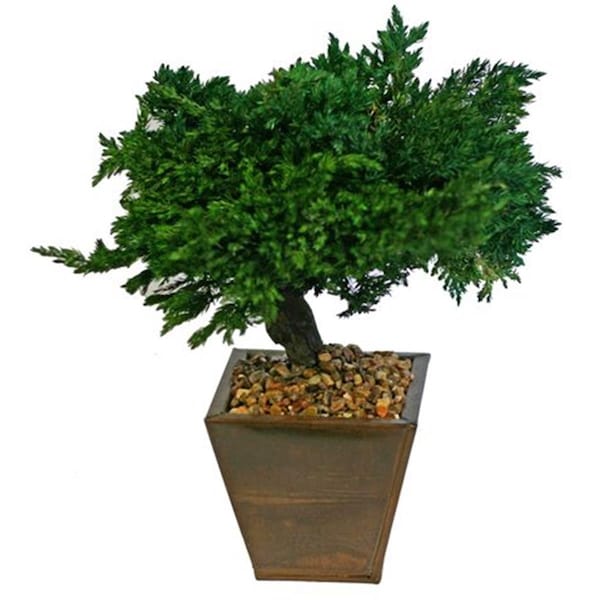 Paisaje 8 in. Monterey Juniper Preserved Bonsai Tree - PA2803679