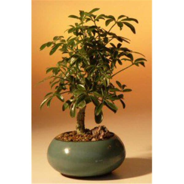 Paisaje Hawaiian Umbrella Bonsai Tree - Arboricola Schefflera Luseanne - Small - 1693477