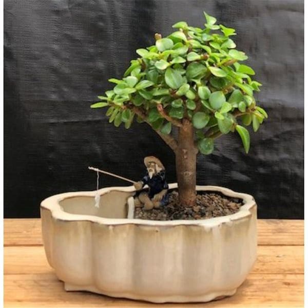 Paisaje Baby Jade Land Tree & Water Pot with Scalloped Edges Portulacaria Afra - PA2803698