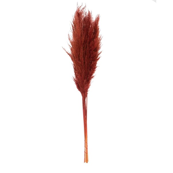 Vickerman 46 in. Pampas Grass, Bordeaux, 6PK - H2PPS475-6
