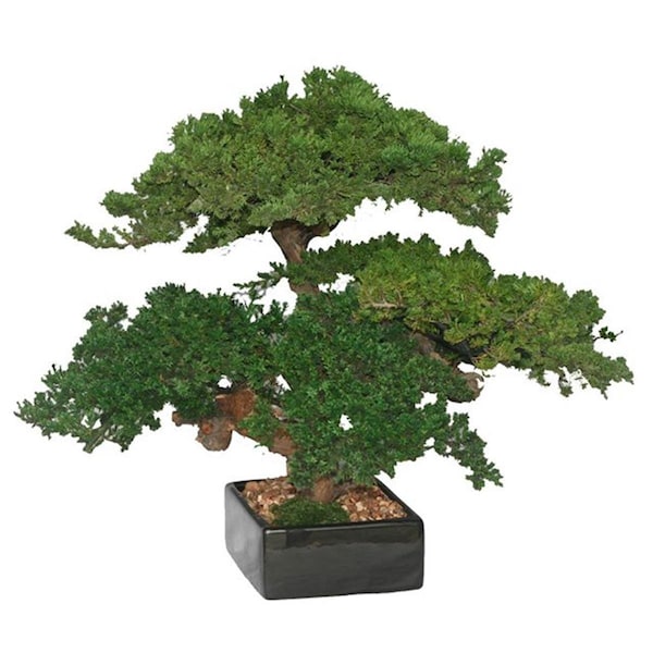 Paisaje Monterey Juniper Triple Trunk Preserved Bonsai Tree - PA2529735