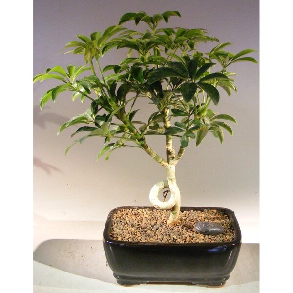 Paisaje Hawaiian Umbrella Bonsai Tree - Arboricola Schefflera Luseanne - Medium - PA2806763