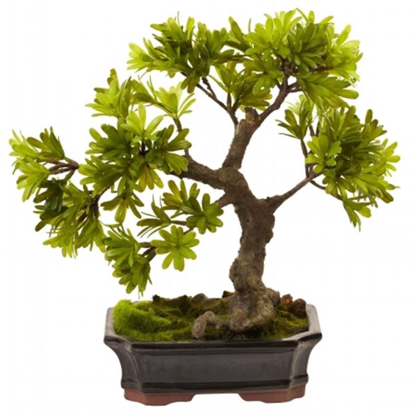 Nearly Natural Podocarpus With Mossed Bonsai Planter - 4848