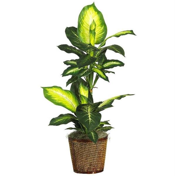 Dare2Decor 42 Inch Golden Dieffenbachia with Basket Silk Plant - DA871109