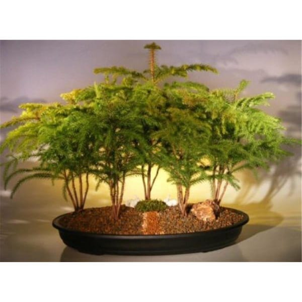 Configuracion 20 x 18 x 12 in. Five Cluster Planting Araucaria Heterophila Norfolk Island Pine Bonsai Tree Forest - CO2202648