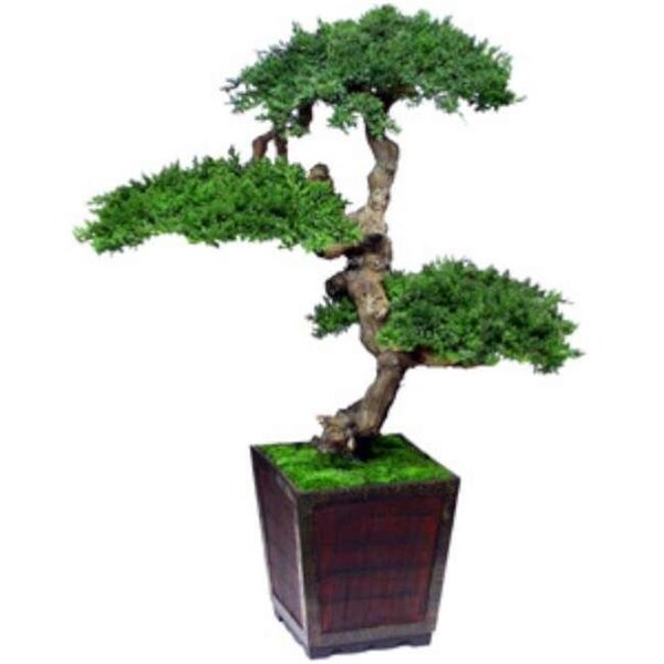 Forever Green Art Forever Green Art MBO048 4 ft. Monterey Bonsai - MBO048