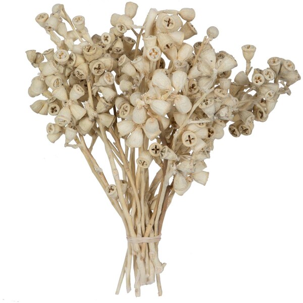 Vickerman 11 x 2-4 in. Conical Gum Bunch Flowering Foliage, Bleached - 20 Piece - H1CNC999