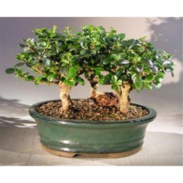 Configuracion Three Tree Forest Group Upright Aged Ehretia Microphylla Flowering Fukien Tea Bonsai Tree - CO2190009