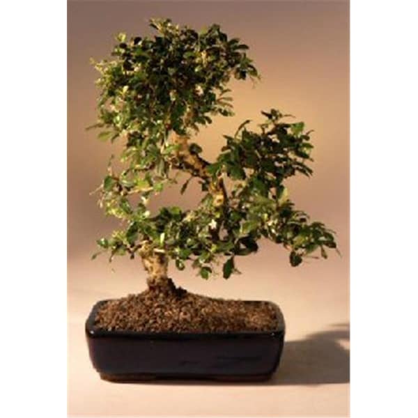 Paisaje Fukien Tea Flowering Bonsai Tree with Curved Trunk Style - Ehretia Microphylla - Extra Large - PA2529674