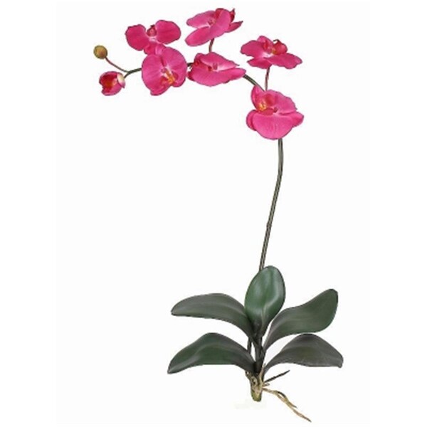 Dare2Decor Phalaenopsis Silk Orchid Flower with Leaves 6 Stems - Beauty - 31 in - DA3087774