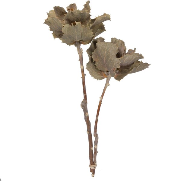 Vickerman 14 x 6 in. Hakea Victoria Small 2 Head Bunch - H1QUM000