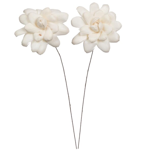 Vickerman 4 in. Eleanor Sola 12 in. Stem Artificial Flowers, Natural, 12PK - H7SFS008