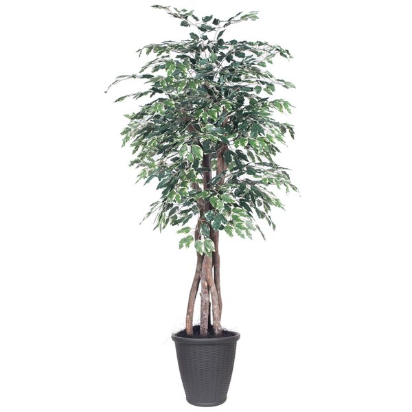 Dare2Decor 6 ft. Variegated Ficus Executive Round Grey Decorative Plant, Green & White - DA3255084