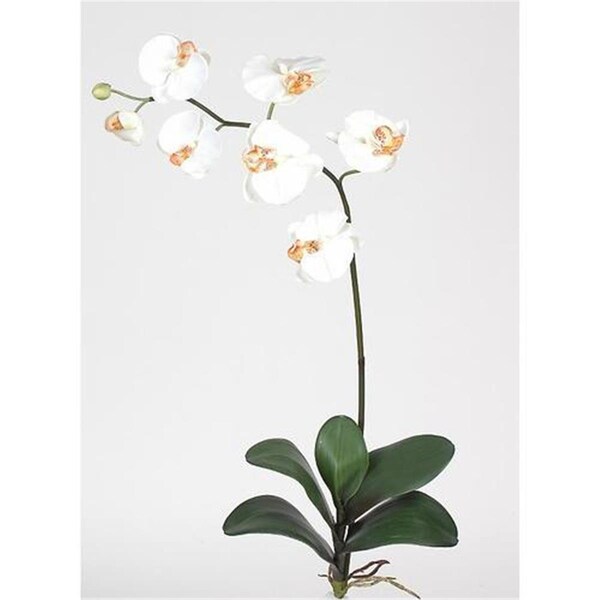 Dare2Decor Phalaenopsis Silk Orchid Flower with Leaves Cream 6 Stems - DA1605507