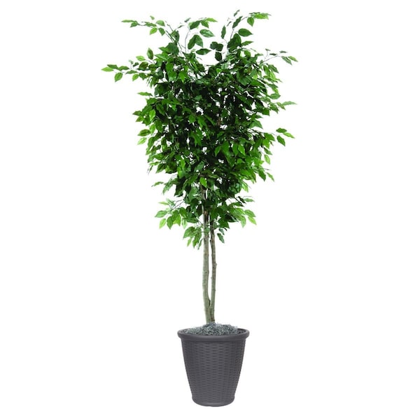 Vickerman 6 ft. Artificial Ficus Deluxe Tree in Round Gray Container, Green - TDX0160-RG
