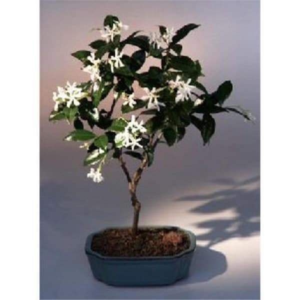 Configuracion Trachelospermum Jasminoides Flowering White Jasmine Bonsai Tree - CO2202646