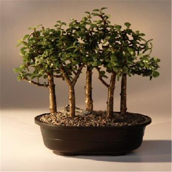 Paisaje Baby Jade Bonsai Tree - Five Tree Forest Group - Portulacaria Afra - PA2529673
