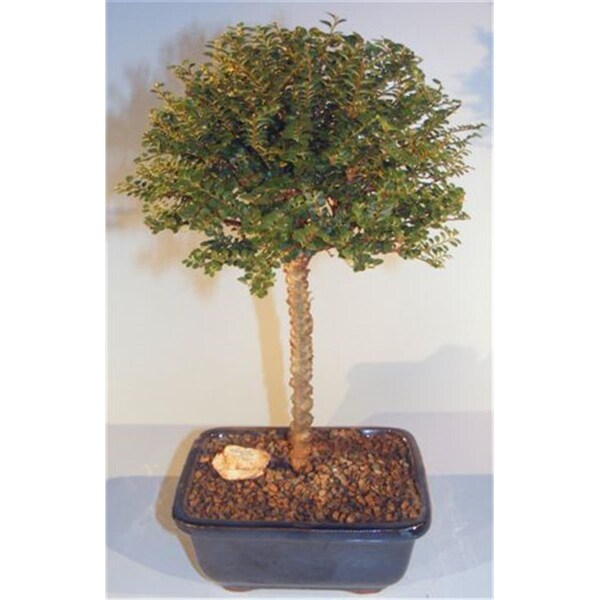 Paisaje Chinese Seiju Elm Tree - Upright Ball Style - Ulmus Parvifolia Seiju - PA2529825