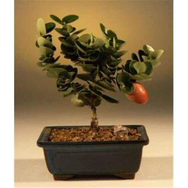 Paisaje Flowering Dwarf Plum Tree - Carissa Macrocarpa - Small - PA2529738