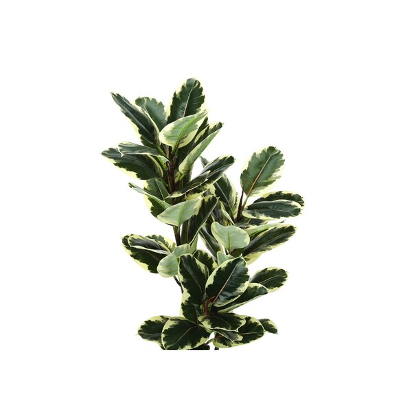 Monarch Specialties Artificial Plant, 47" Tall, Oak Tree, Indoor, Faux, Fake, Floor, Greenery, Potted, Real Touch - I 9544