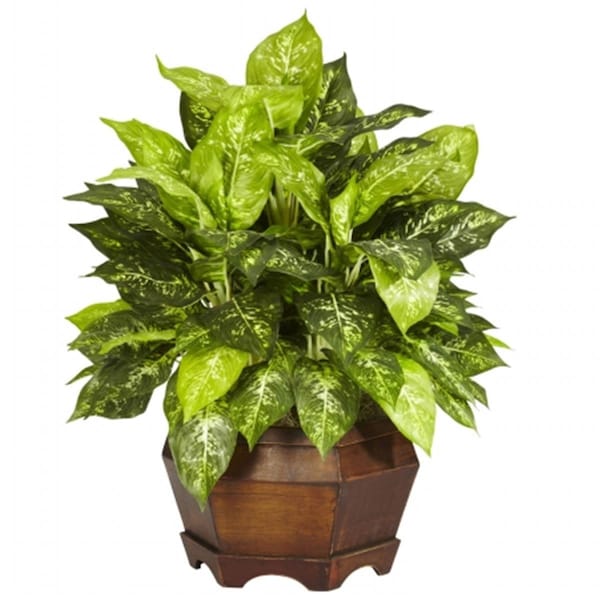 Dare2Decor Variegated Dieffenbachia with Large Hexagon Silk Plant - DA416983