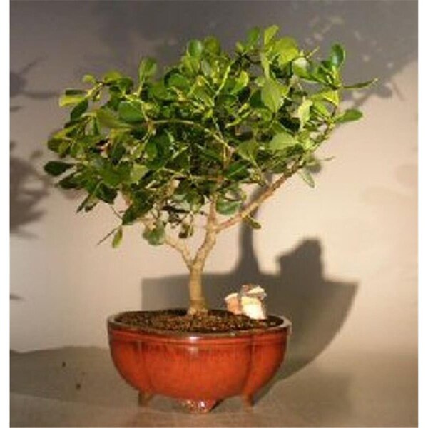 Configuracion Clusia Rosea Nana Flowering Tropical Dwarf Apple Bonsai Tree, Extra Large - CO2190006