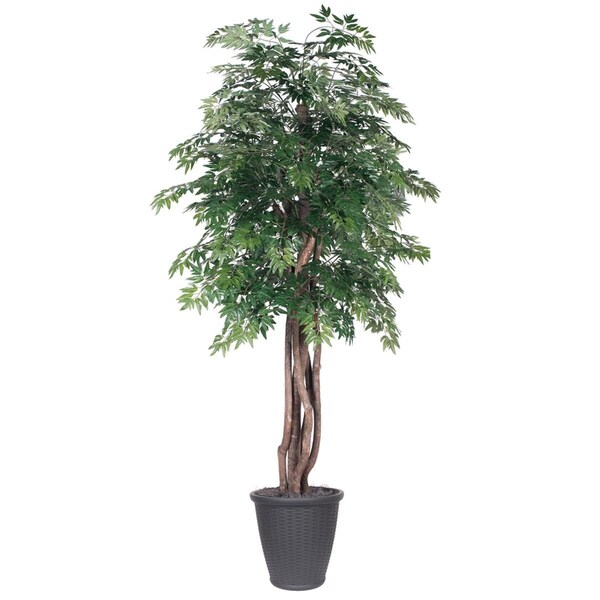 Vickerman 6 ft. Artificial Ming Aralia Executive Tree in Round Grey Container, Green - TEX0660-RG