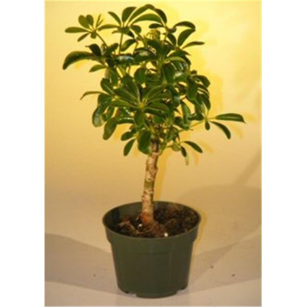 Paisaje Pre Bonsai Hawaiian Umbrella Bonsai Tree - Arboricola Schefflera Luseanne - Small - PA2529793
