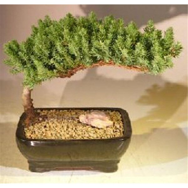 Configuracion Juniper Procumbens Nana Juniper Bonsai Tree, Medium - CO2202644