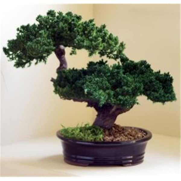 Paisaje Monterey Juniper Double Trunk Preserved Bonsai Tree - PA2529782