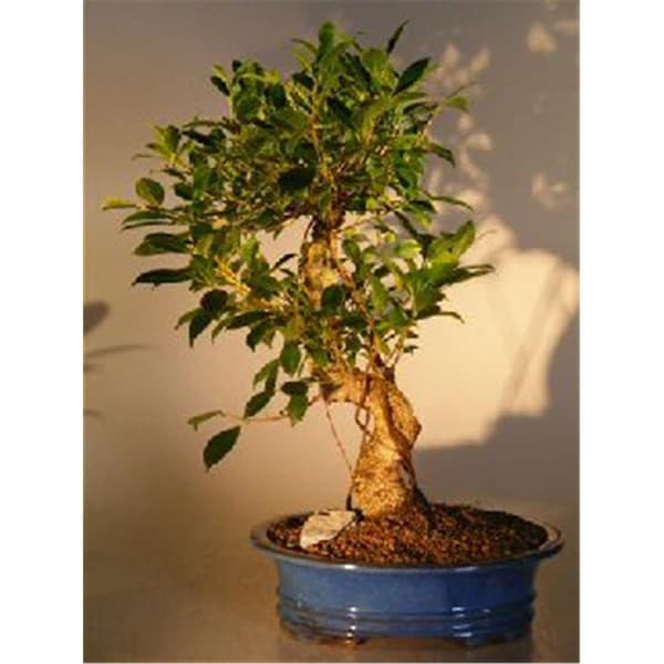 Paisaje Golden Coin Bonsai Tree - Ficus Ret- Extra Large - PA2529790