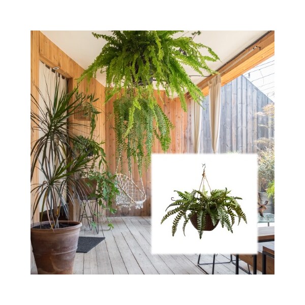 Nature Spring Faux Boston Fern, Hanging and Lifelike Artificial Arrangement and Imitation Greenery with Basket - 834795IQP