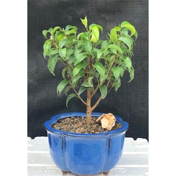 Configuracion Ficus Benjamina Ficus Too Little Bonsai Tree, Small - CO2802614