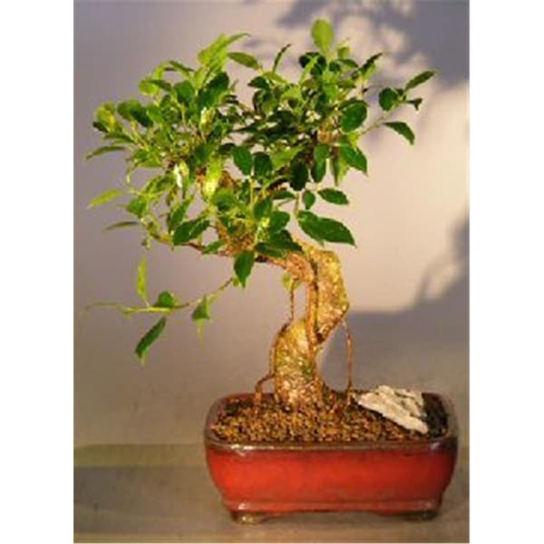 Paisaje Ficus Retusa Bonsai Tree - Curved Trunk Style - Medium - PA2806759